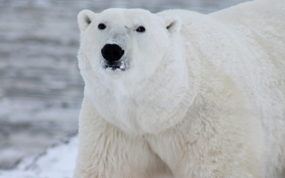 ‘Bear-dar’: cómo la IA ayuda a los osos polares en el Ártico