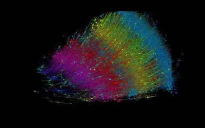 Google y Harvard desarrollan el mapa cerebral más detallado jamás creado