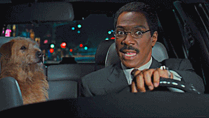 IA que permite comunicarnos con los animales y salvar especies en peligro de extinción